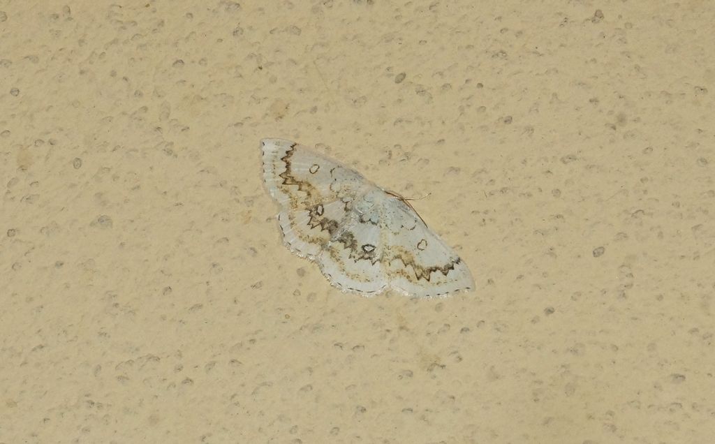 Cyclophora annularia?  Sì !